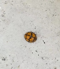 Heteroneda billardieri