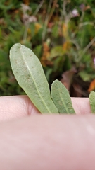 Leontodon longirostris