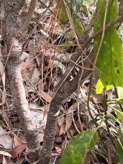 Melodinus australis