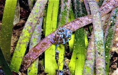 Phyllodesmium macphersonae