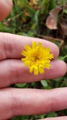 Leontodon longirostris