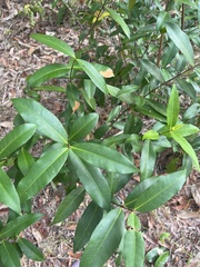 Melodinus australis
