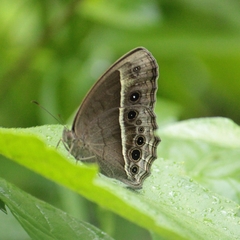 Mycalesis subdita
