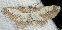 Iridopsis pergracilis