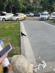 Corvus macrorhynchos levaillantii