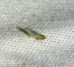 Graminella nigrifrons