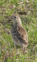 Anthus spragueii
