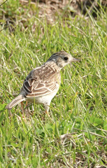 Anthus spragueii