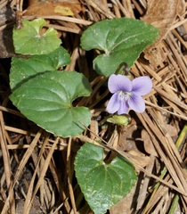 Viola missouriensis