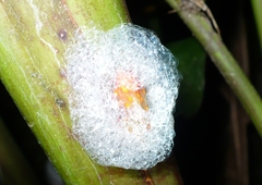 Mahanarva costaricensis