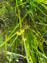 Cyperus difformis