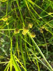 Cyperus difformis