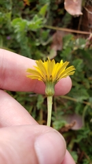 Leontodon longirostris