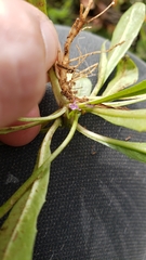 Leontodon longirostris