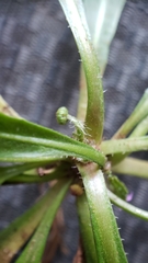 Leontodon longirostris