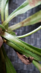 Leontodon longirostris