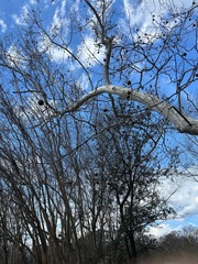 Platanus