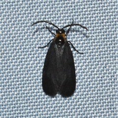 Acoloithus falsarius