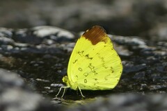 Eurema simulatrix