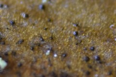 Dothideomycetes