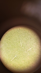 Leontodon longirostris