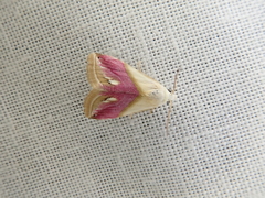 Eublemma cochylioides