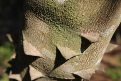 Zanthoxylum rhoifolium