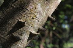 Zanthoxylum rhoifolium