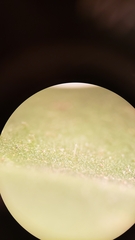 Leontodon longirostris