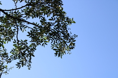 Zanthoxylum rhoifolium