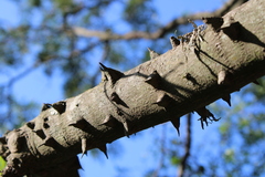 Zanthoxylum rhoifolium