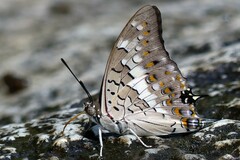 Charaxes solon