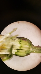 Leontodon longirostris