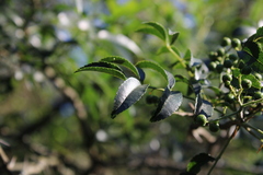 Zanthoxylum rhoifolium