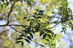 Zanthoxylum rhoifolium