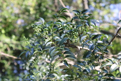 Zanthoxylum rhoifolium