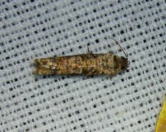 Phaecasiophora niveiguttana