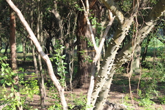 Zanthoxylum rhoifolium