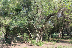 Zanthoxylum rhoifolium