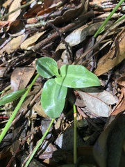 Cheirostylis notialis