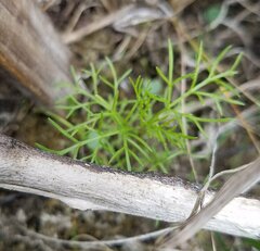 Eupatorium leptophyllum
