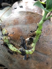 Cheirostylis notialis