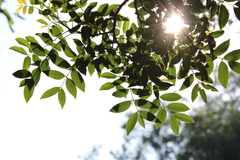 Zanthoxylum rhoifolium