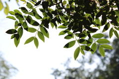 Zanthoxylum rhoifolium