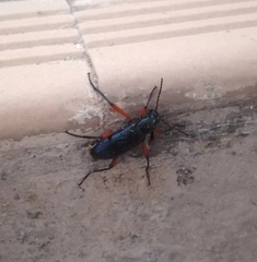 Strongylium erythrocephalum