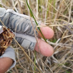 Rhynchospora microcarpa