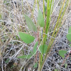 Eupatorium mikanioides