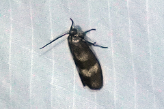 Urodidae
