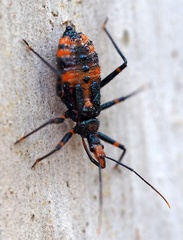 Havinthus rufovarius