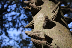 Zanthoxylum rhoifolium